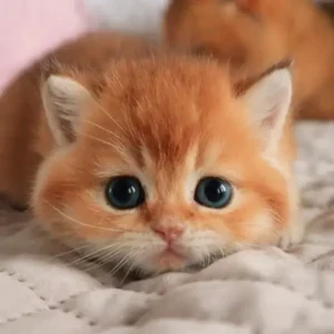 My Realistic Kitten Robot
