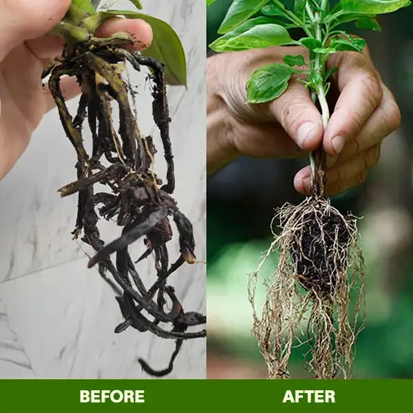 MagicBlooms Slow-Release Plant Fertilizer Spikes - Image 14