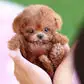 Mon Chiot Robot Réaliste - Image 11