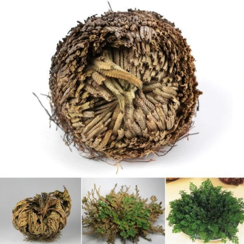 "Rose Of Jericho" - The Resurrection Plant - Image 6