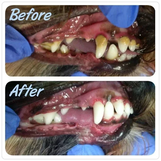 (❤️Clearance Sale: Buy 2 Get Extra 10% OFF) Dog Toothbrush - Image 7