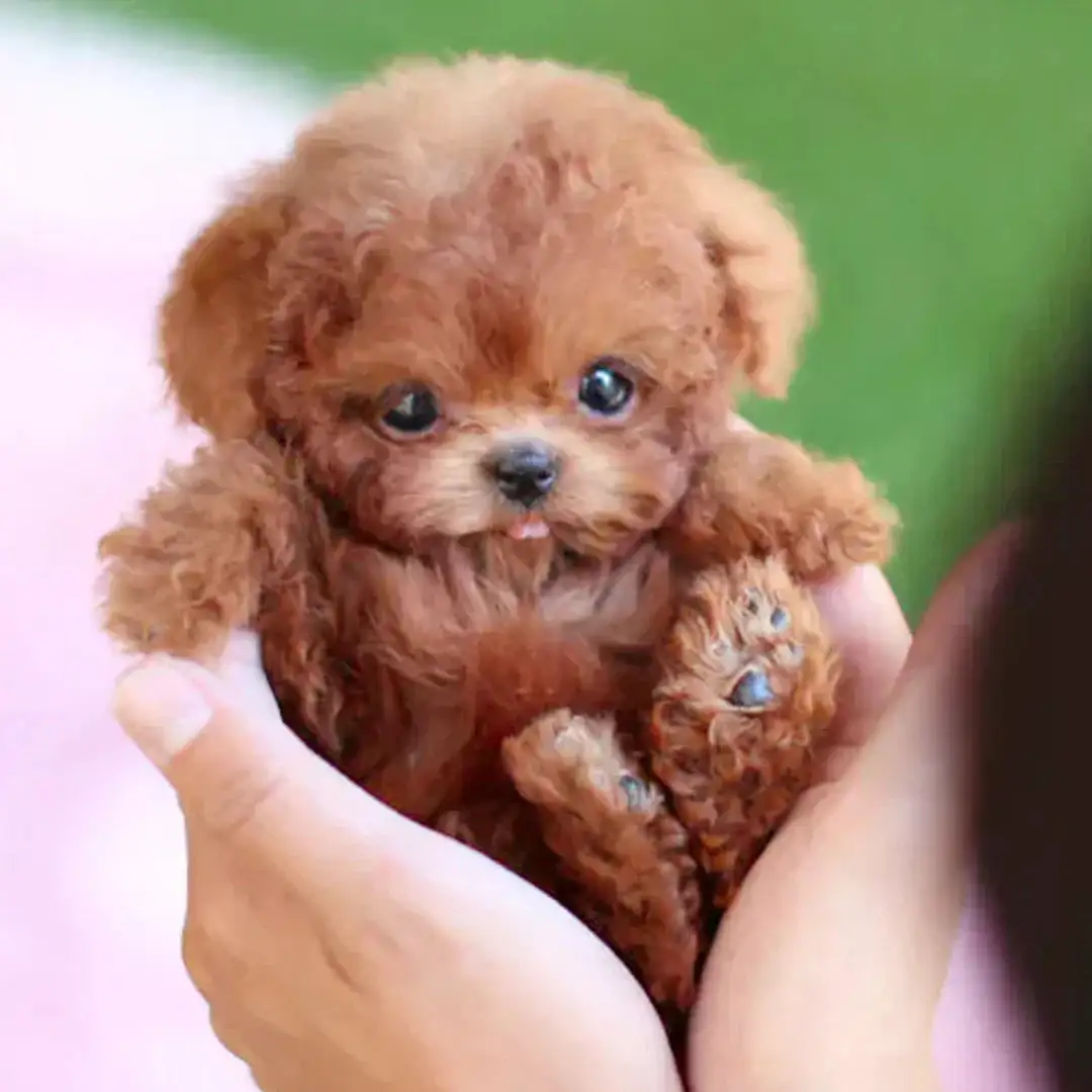 My Realistic Robot Puppy - Image 6