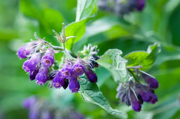 Herbal Comfrey Pain Relief Patch - Image 9