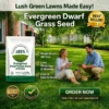 Evergreen Dwarf Grass Seed