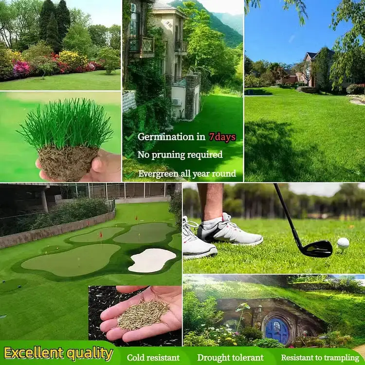 Evergreen Dwarf Grass Seed - Image 3